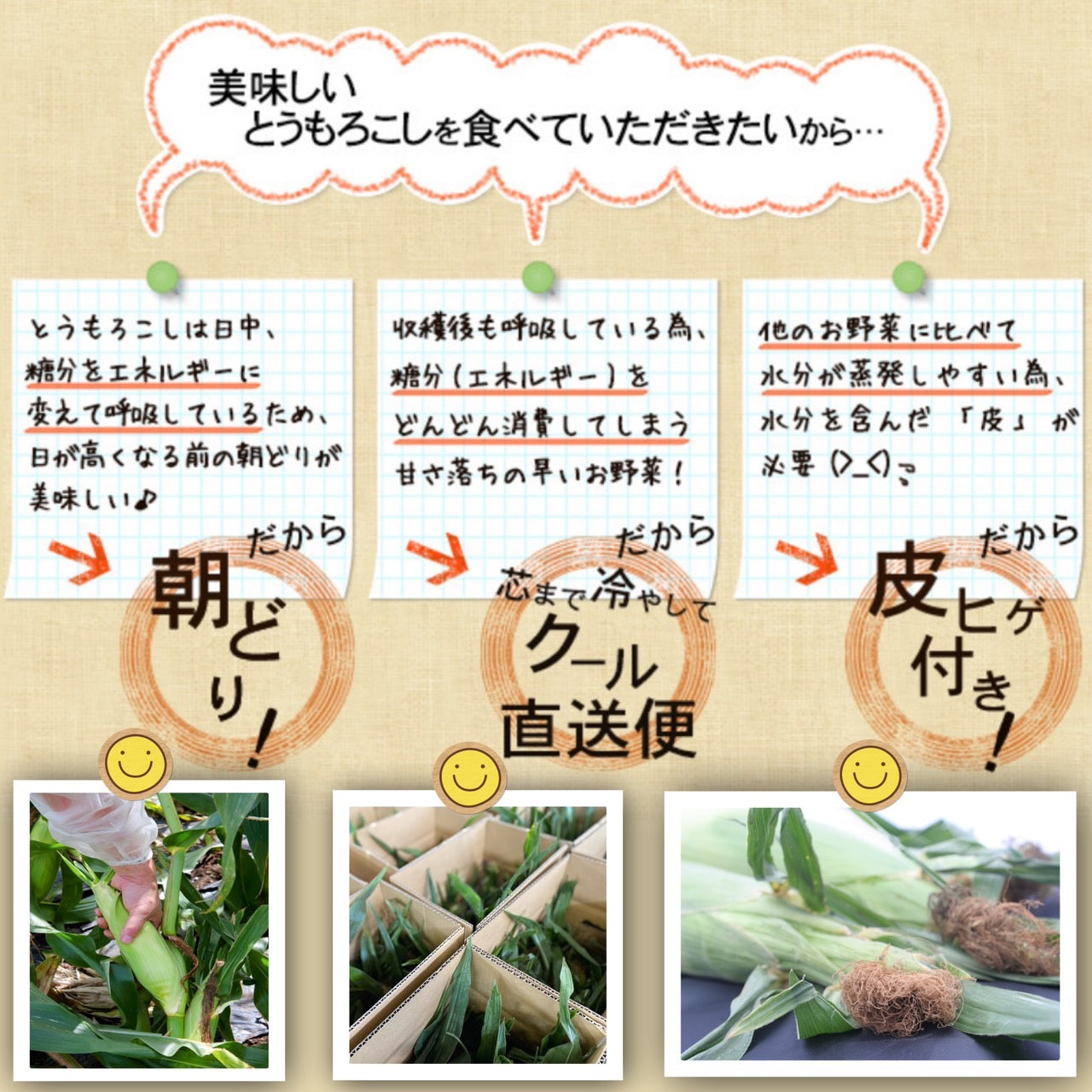 とうもろこしゴールドラッシュ(L~2L 20本入り)