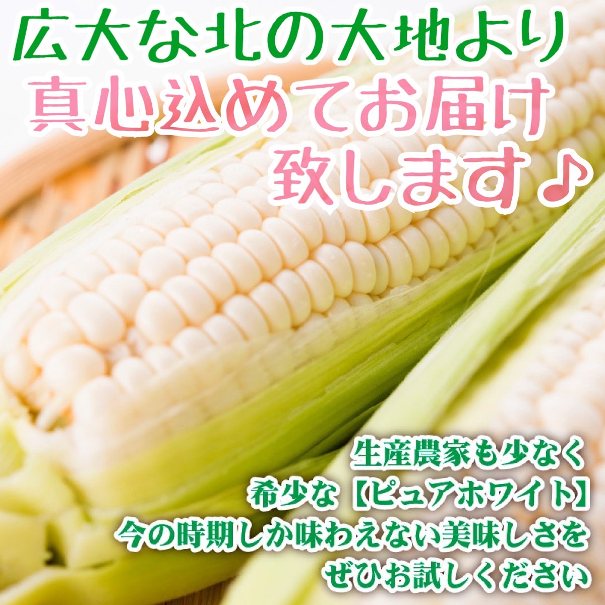 ピュアホワイト(L~2Lサイズ混合10本入り)