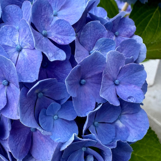 最近の出来事と千歳市場まつり開催のお知らせ。