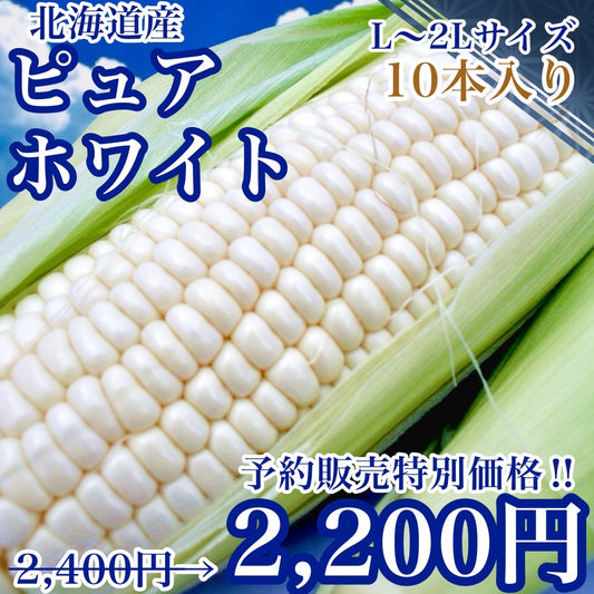 【予約受付中】ピュアホワイト（L～2Lサイズ混合10本入り）