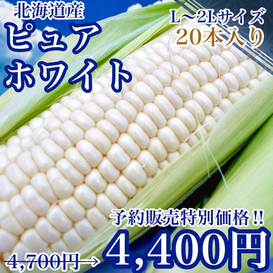 【予約受付中】ピュアホワイト（L～2Lサイズ混合20本入り）