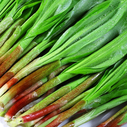 【予約販売中】行者にんにく（400g）