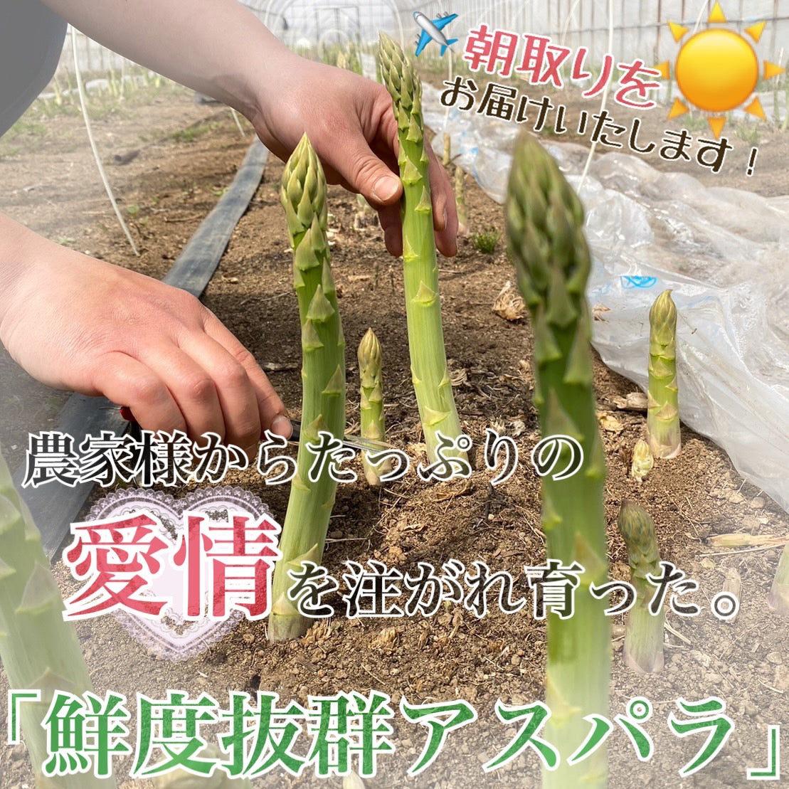 グリーンアスパラ（Lサイズ以上） 1kg
