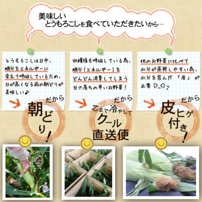 ピュアホワイト（L～2Lサイズ混合10本入り）