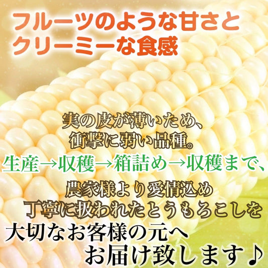 【予約受付中】ピュアホワイト（L～2Lサイズ混合10本入り）
