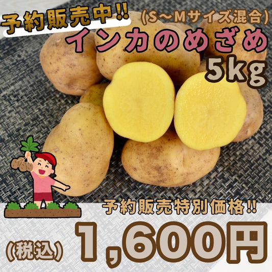 【予約販売中】インカのめざめ（S～Mサイズ混合5kg）